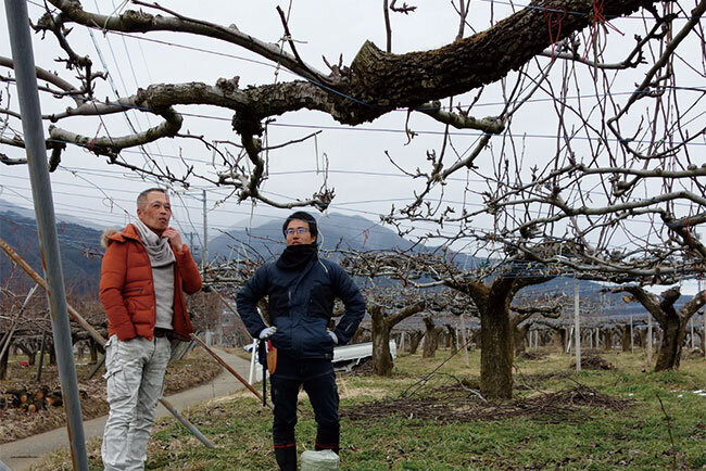  入社して半年の谷本さん（右）にナシの剪定を指導する正木社長。谷本さんは慶應義塾大学大学院理工学研究科を修了して4年ほど大手化学会社に勤務していたが、農業を志して妻ともども移住してきた
